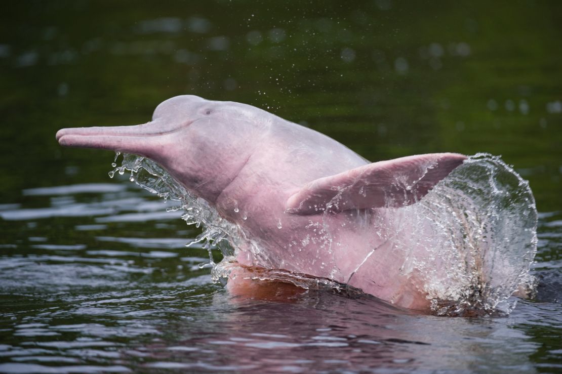 210818120633-amazon-river-pink-dolphin-restricted_bd0d0_1764757950071.jpg
