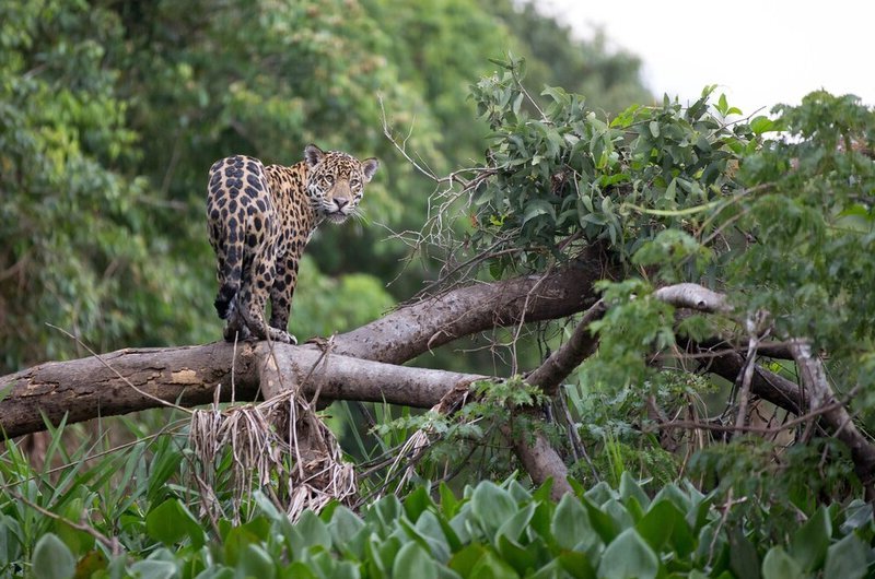 طبیعت وحش تور برزیل_f8b82_1764409652897.jpg